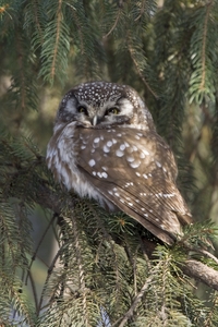 Boreal Owl