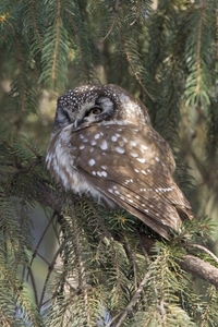 Boreal Owl