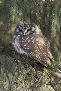 Boreal Owl