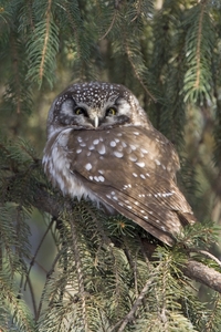 Boreal Owl