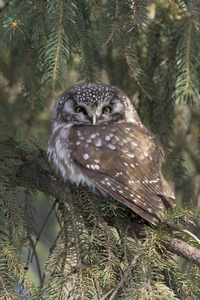 Boreal Owl