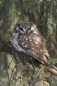 Boreal Owl