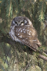 Boreal Owl