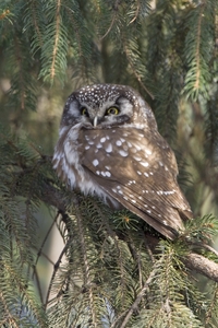 Boreal Owl