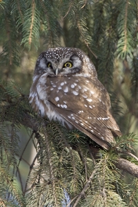 Boreal Owl