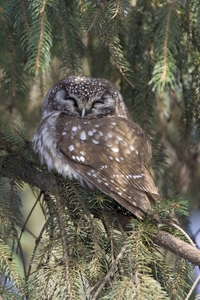Boreal Owl