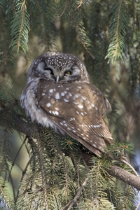Boreal Owl
