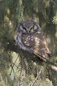 Boreal Owl
