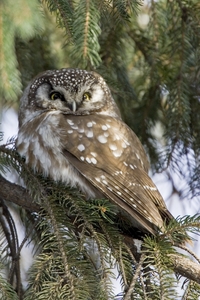 Boreal Owl