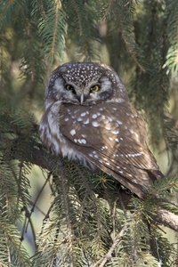 Boreal Owl