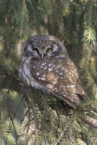 Boreal Owl
