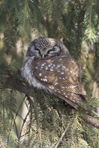 Boreal Owl