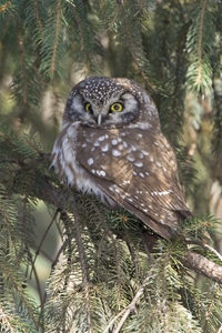 Boreal Owl