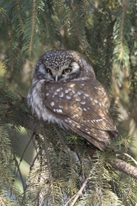 Boreal Owl