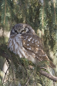 Boreal Owl