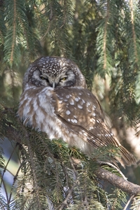 Boreal Owl