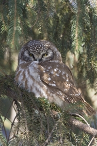 Boreal Owl