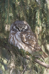 Boreal Owl