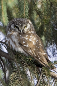 Boreal Owl