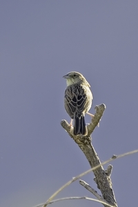 Botteris Sparrow