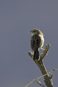 Botteris Sparrow