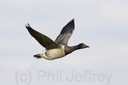 Brant