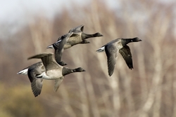 Brant