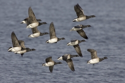 Brant