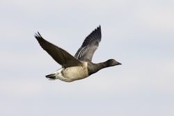 Brant