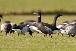 Brant