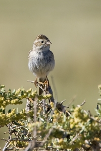 Bewer's Sparrow