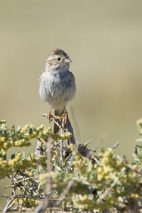Bewer's Sparrow