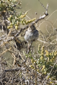 Bewer's Sparrow