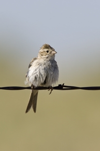 Bewer's Sparrow