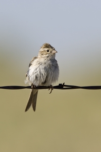 Bewer's Sparrow
