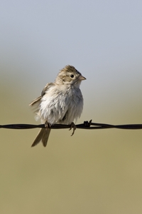 Bewer's Sparrow