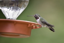 Broad-tailed Hummingbird