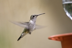 Broad-tailed Hummingbird