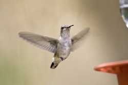 Broad-tailed Hummingbird