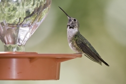 Broad-tailed Hummingbird