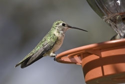 Broad-tailed Hummingbird
