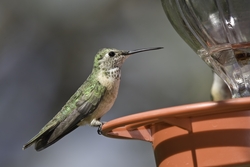 Broad-tailed Hummingbird