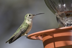 Broad-tailed Hummingbird