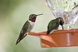 Broad-tailed Hummingbird