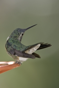 Broad-tailed Hummingbird