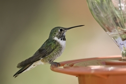 Broad-tailed Hummingbird