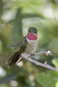 Broad-tailed Hummingbird