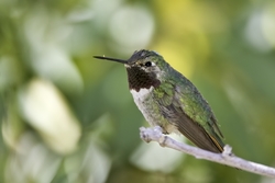 Broad-tailed Hummingbird