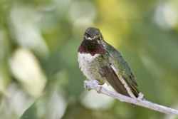 Broad-tailed Hummingbird