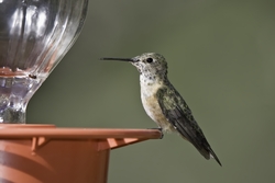 Broad-tailed Hummingbird